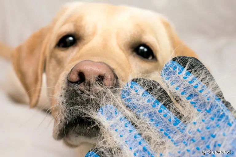 Luva Tira Pelos Cachorro Gato Massageadora Borracha Luva Nano Magnético Remove Pelo Pets Cães Gatos